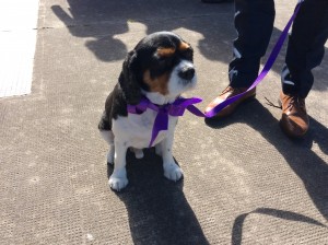 wedding dog